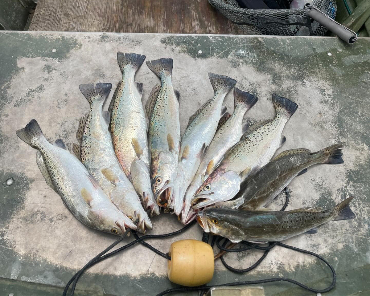 5" Dinero With Built-In Tail Rattle