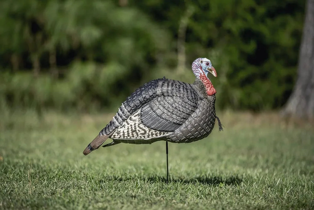 Foldable Hollow Body Realistic Turkey Decoy, Jake Gobbler, Hunting Gear