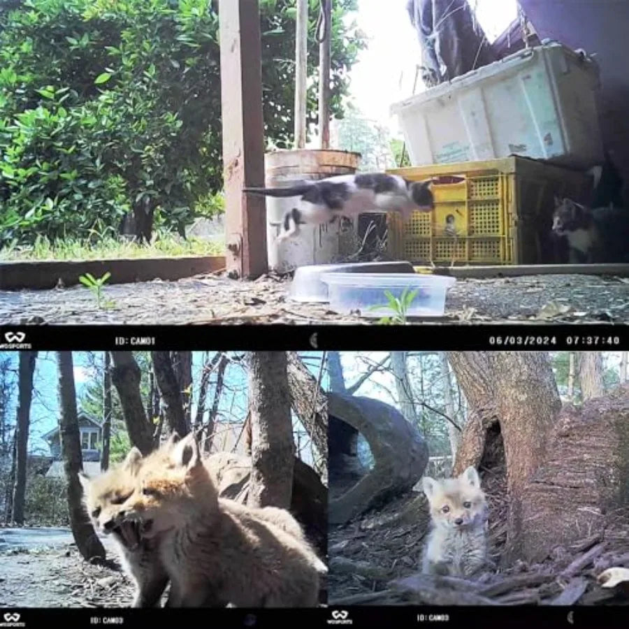 Outdoor wildlife monitoring trail camera set: 24MP 1080P HD, waterproof night vision, black plastic housing, compact size and i