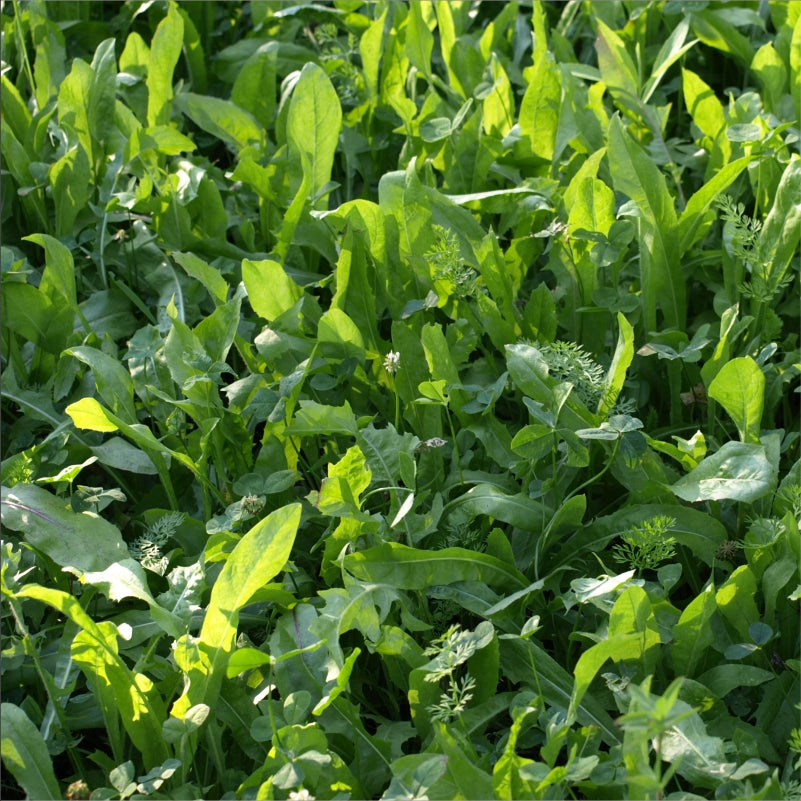 Clover + Chicory Food Plot Seed